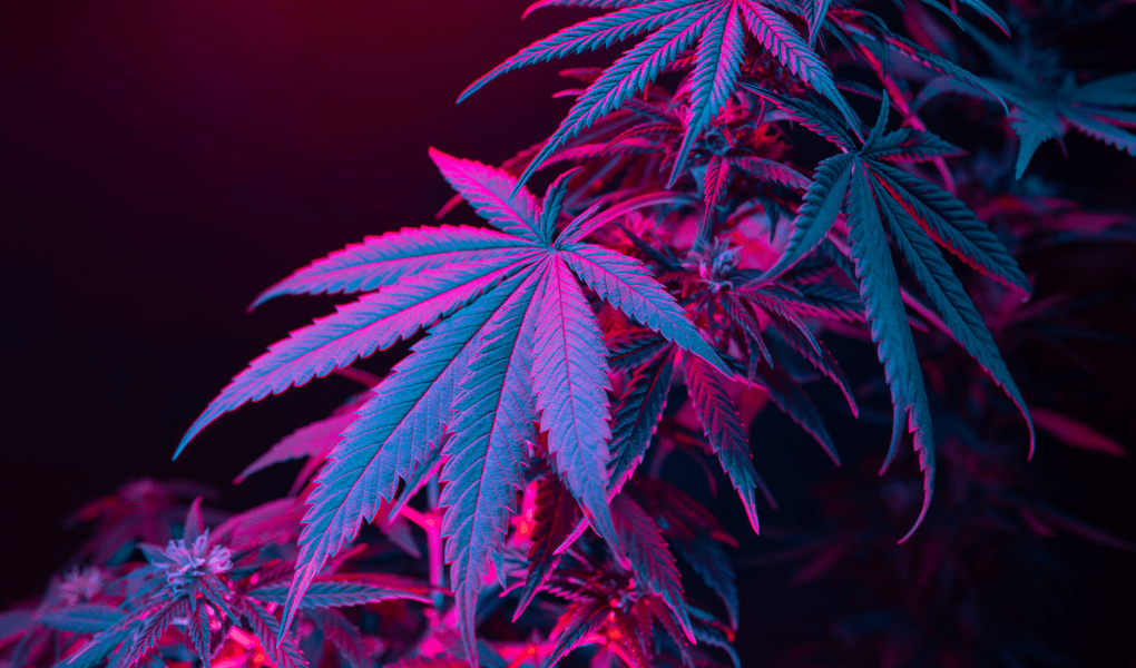 THCP – NEWLY DISCOVERED CANNABINOID_ IS IT MORE POTENT THAN THC_